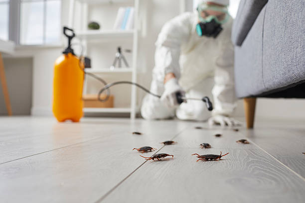 Post-Treatment Bed Bug Interceptor Monitoring in West Falls Church